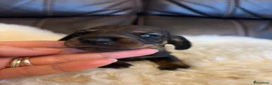 Dachshund 6