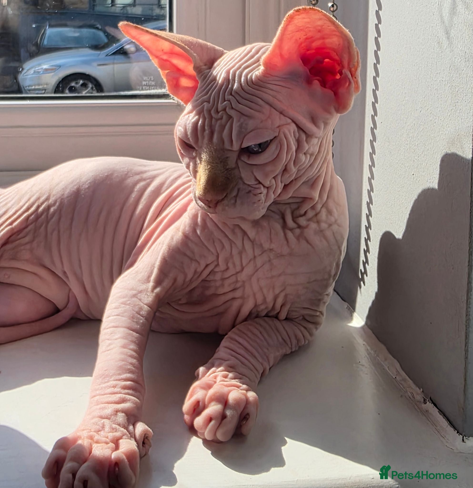 Sphynx cats Beautiful  Kittens 2 Boys & 1 Girl Available 💎 - Advert 1