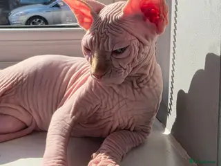 Sphynx cats Beautiful Kittens 2 Boys & 1 Girl Available 💎 - Advert 1