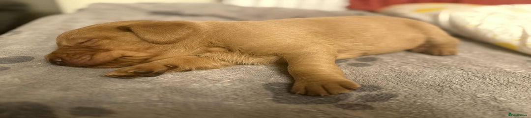 Labrador Retriever Puppy 5