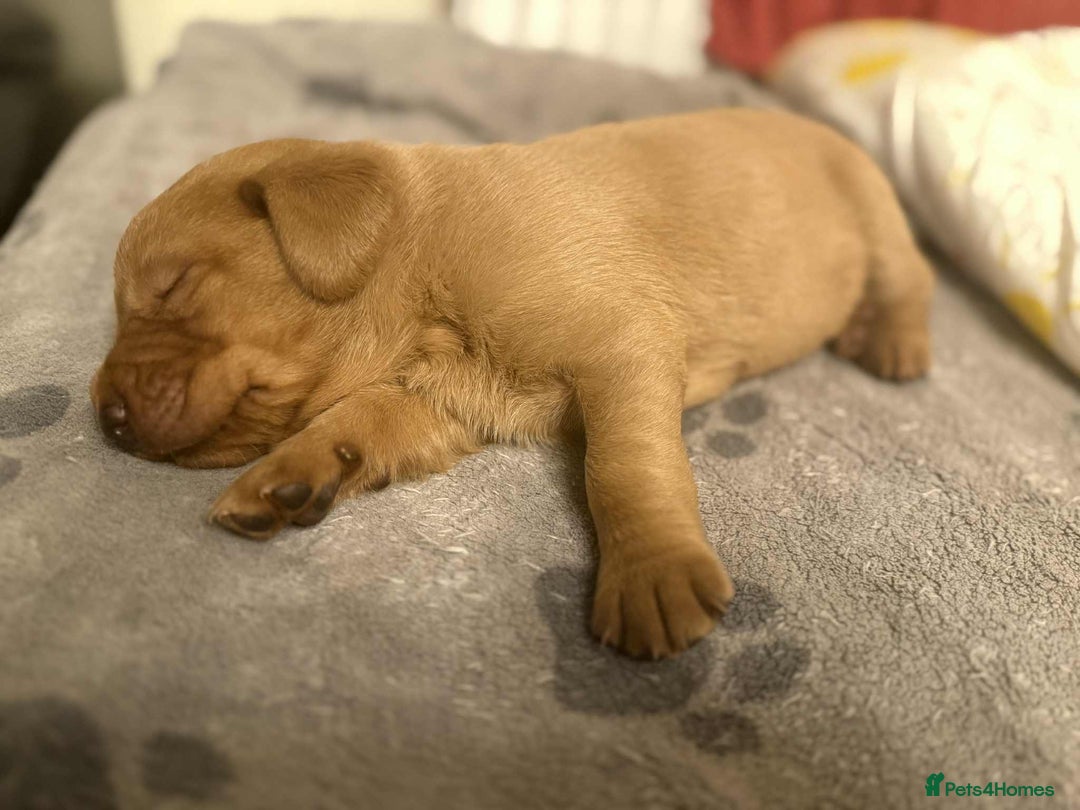 Labrador Retriever dogs for sale: Stunning Fox red labradors  - Image 8