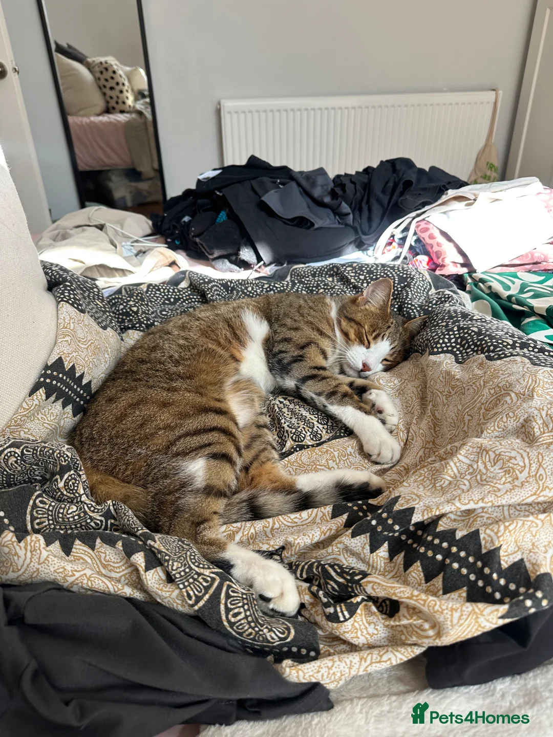Domestic Shorthair cats for sale: Gorgeous Tiggy in Rickmansworth - Advert 12
