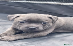 Staffordshire Bull Terrier dogs for sale: Top Quality Blue Staffordshire Bull Terriers  - Image 11