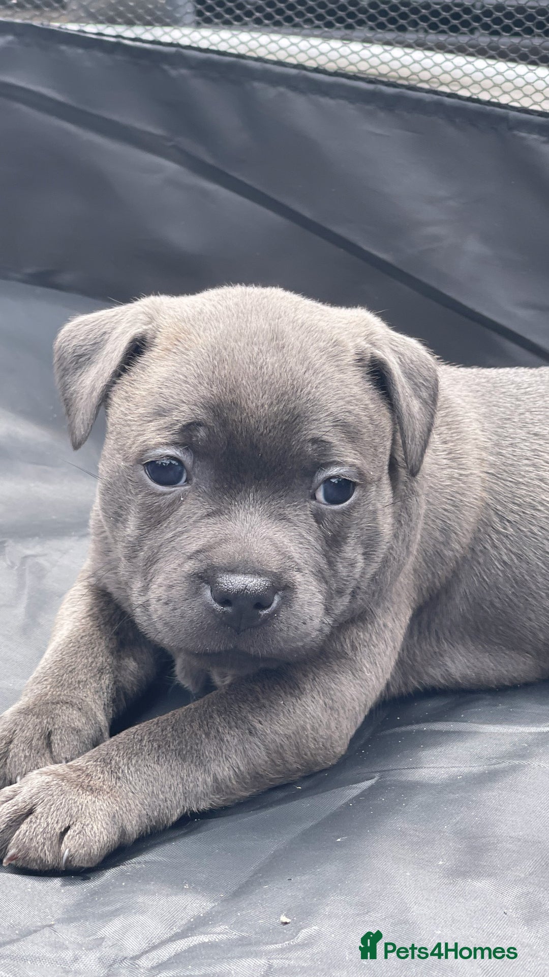 Staffordshire Bull Terrier dogs for sale: Top Quality Blue Staffordshire Bull Terriers  - Image 11
