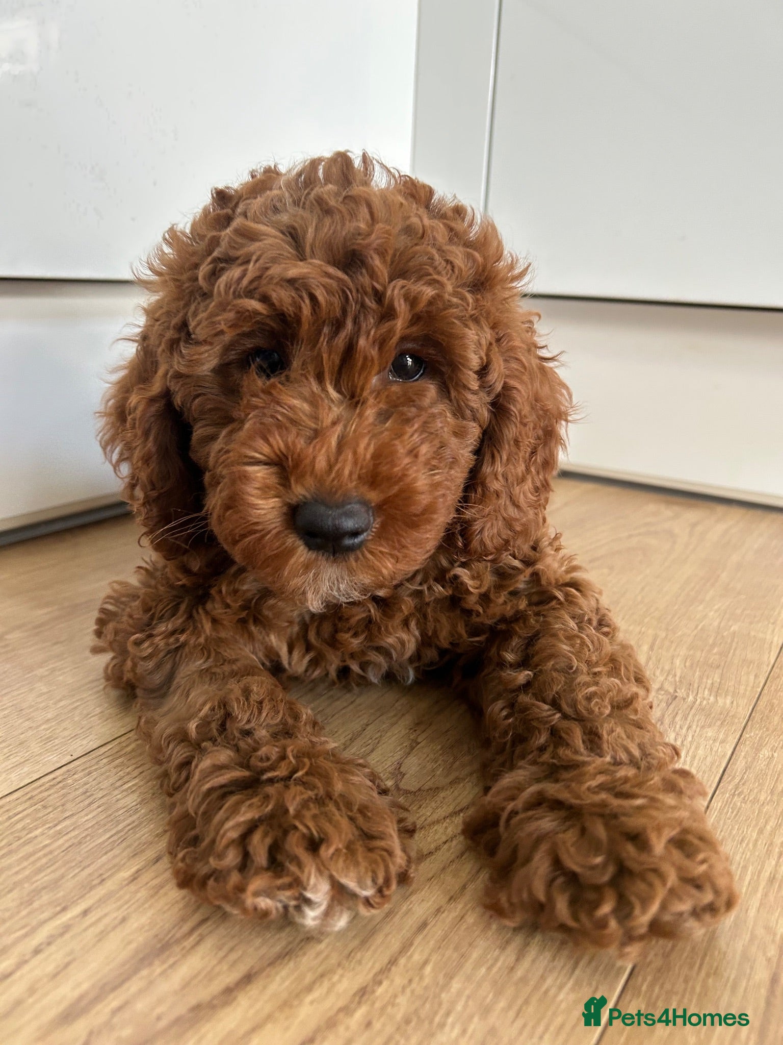 Cockapoo dogs Adorable F1BB Cockapoos - Advert 1