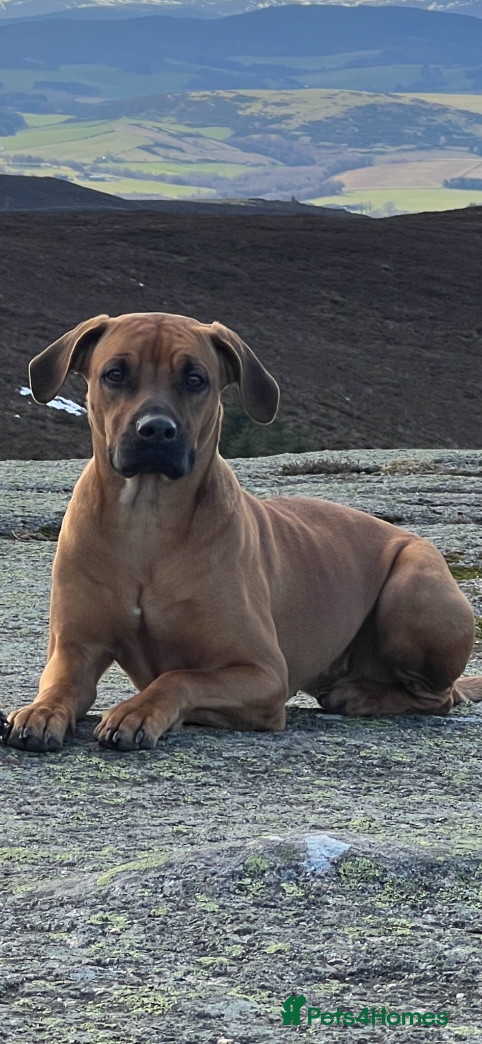 Rhodesian Ridgeback dogs Rhodesian ridgeback  - Advert 12