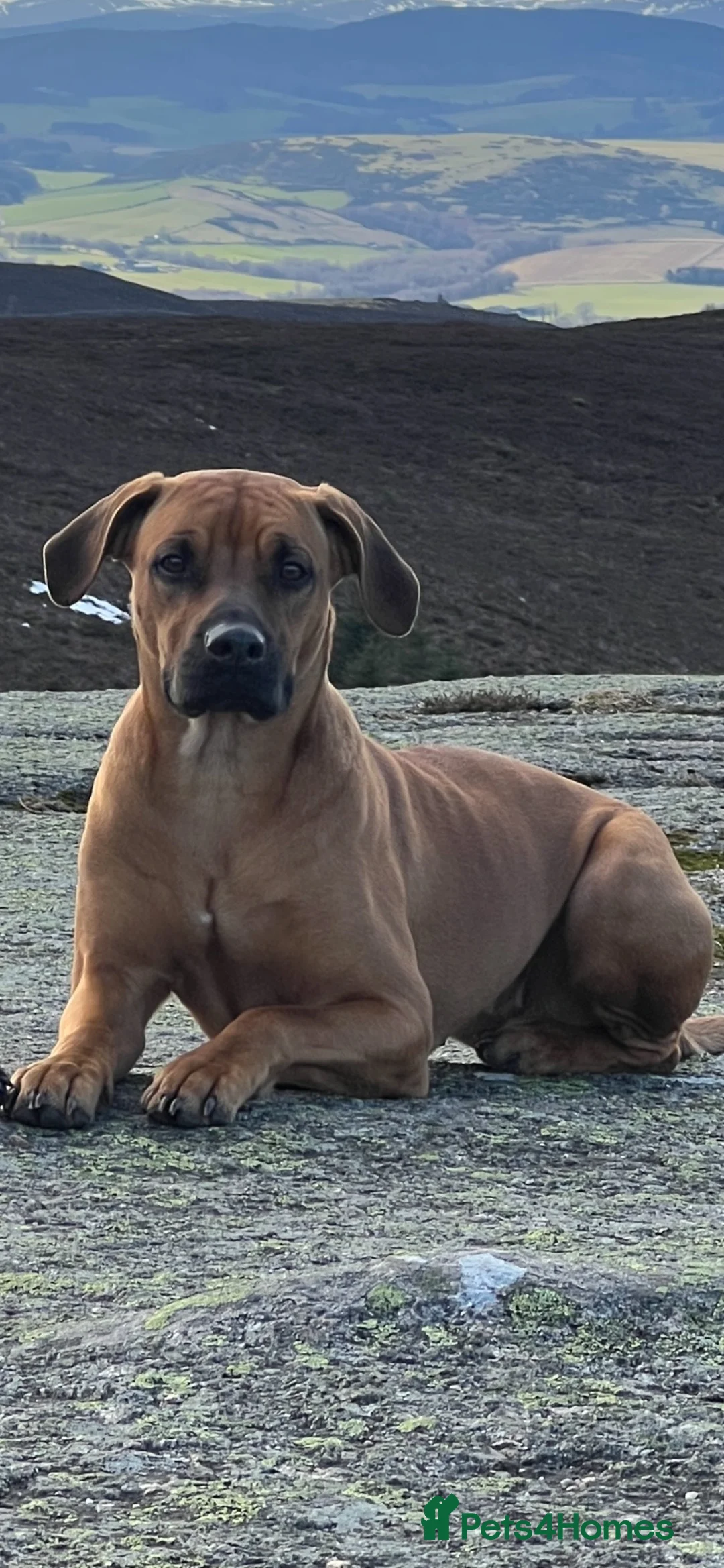 Rhodesian Ridgeback dogs for sale: Rhodesian ridgeback  in Inverurie - Advert 1
