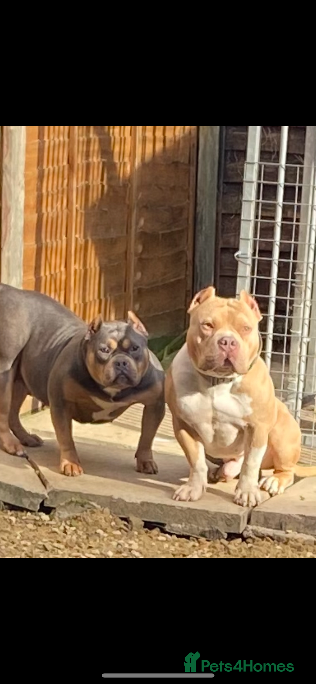 American Bully dogs for sale: Pocket bullies - Image 8
