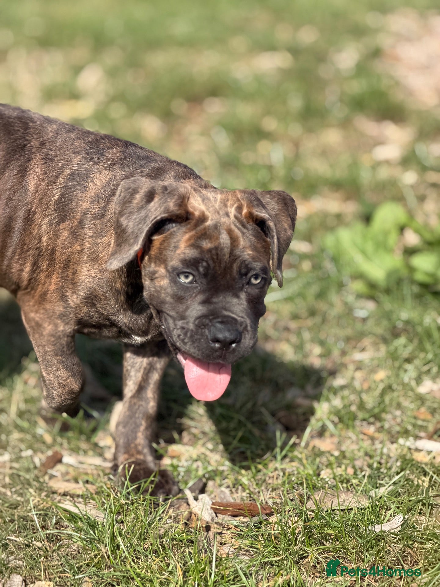 Cane Corso dogs ‼️Offers Welcme‼️ Balestra Magica Corso FCI - Advert 1