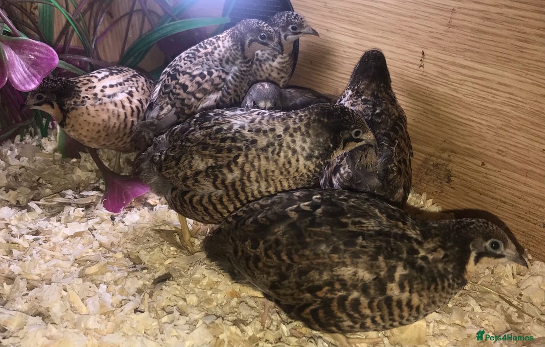 Quail poultry for sale: QUAILS EGGS/CHINESE PAINTED BUTTONS ! - Image 11