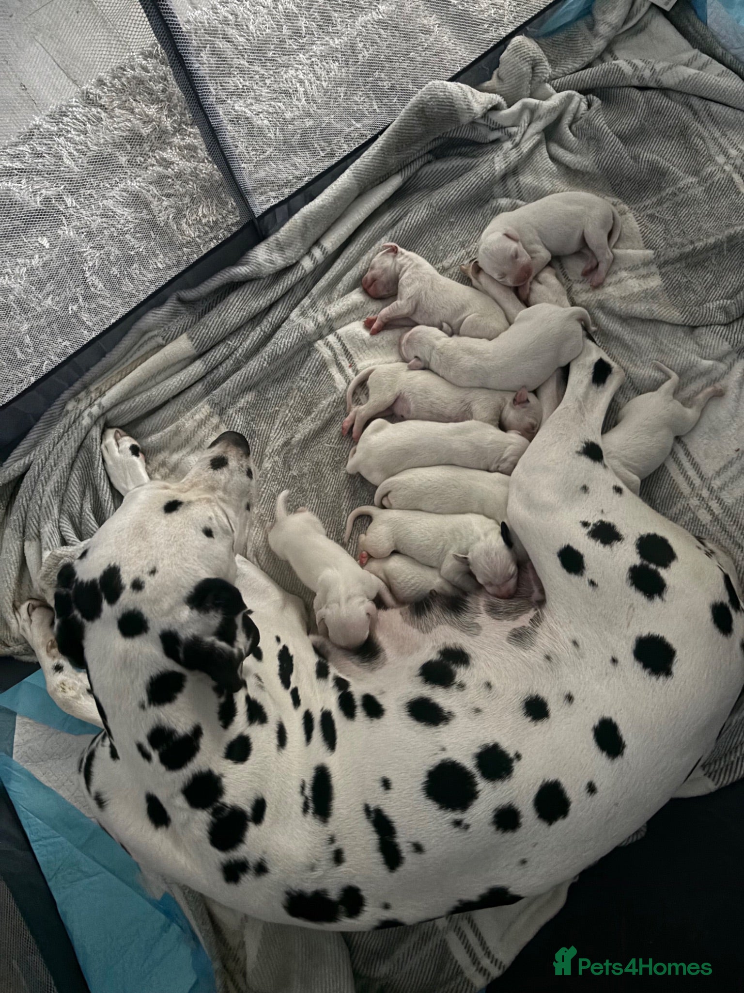 Dalmatian dogs 🐾 Stunning KC Pedigree Dalmatian Puppies 🐾 - Advert 3