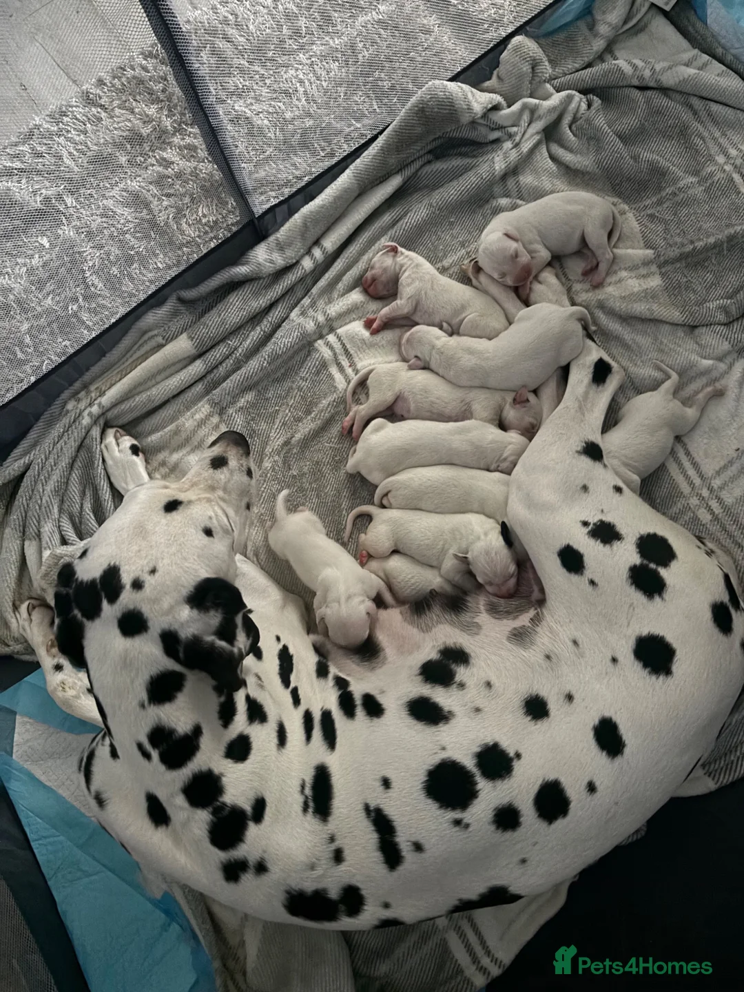 Dalmatian dogs for sale: 🐾 Stunning KC Pedigree Dalmatian Puppies 🐾 - Advert 1