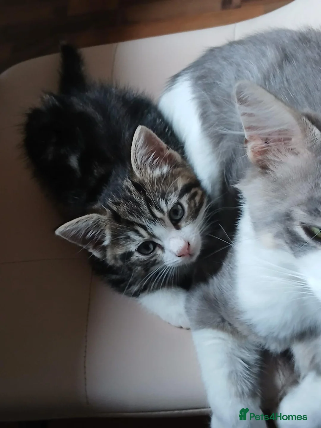 Mixed Breed cats for sale: Male kitten looking for a permanent home. - Advert 2