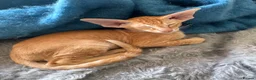 Peterbald cats for sale: Pedigree registered TICA kittens - Advert 5