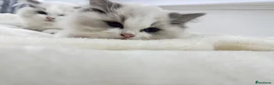 Ragdoll 1 reserved.