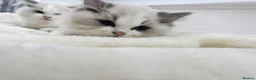 Ragdoll cats for sale: Chunky fluffy babies Available. - Advert 9