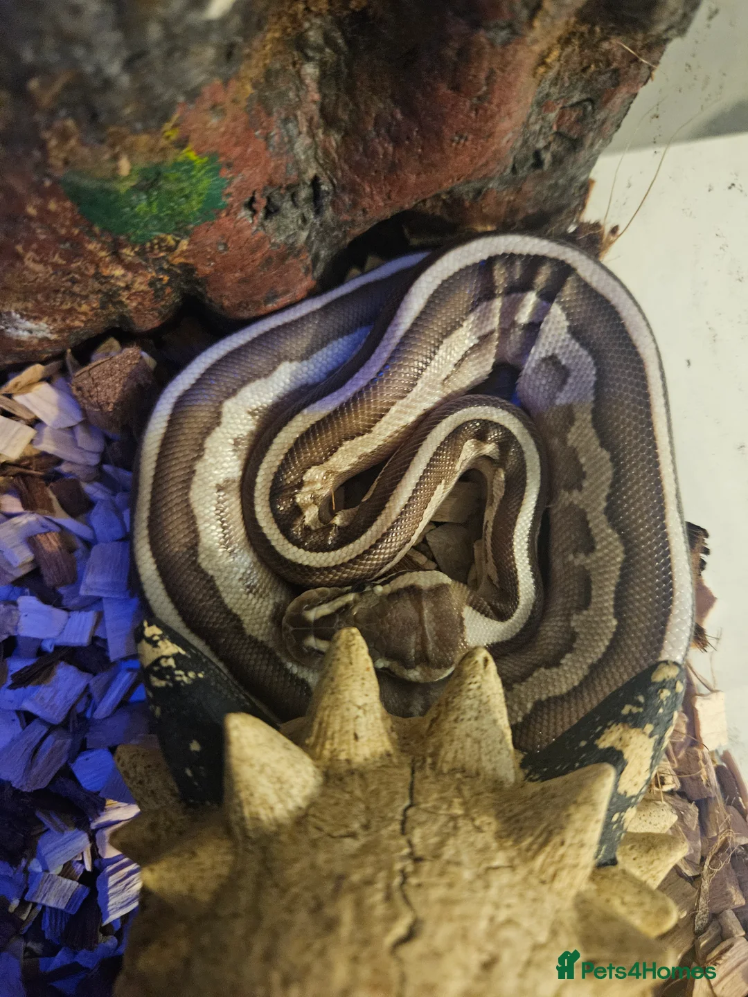 Python Snake reptiles for sale: 8 month old female Lesser Leopard ball python  - Advert 6