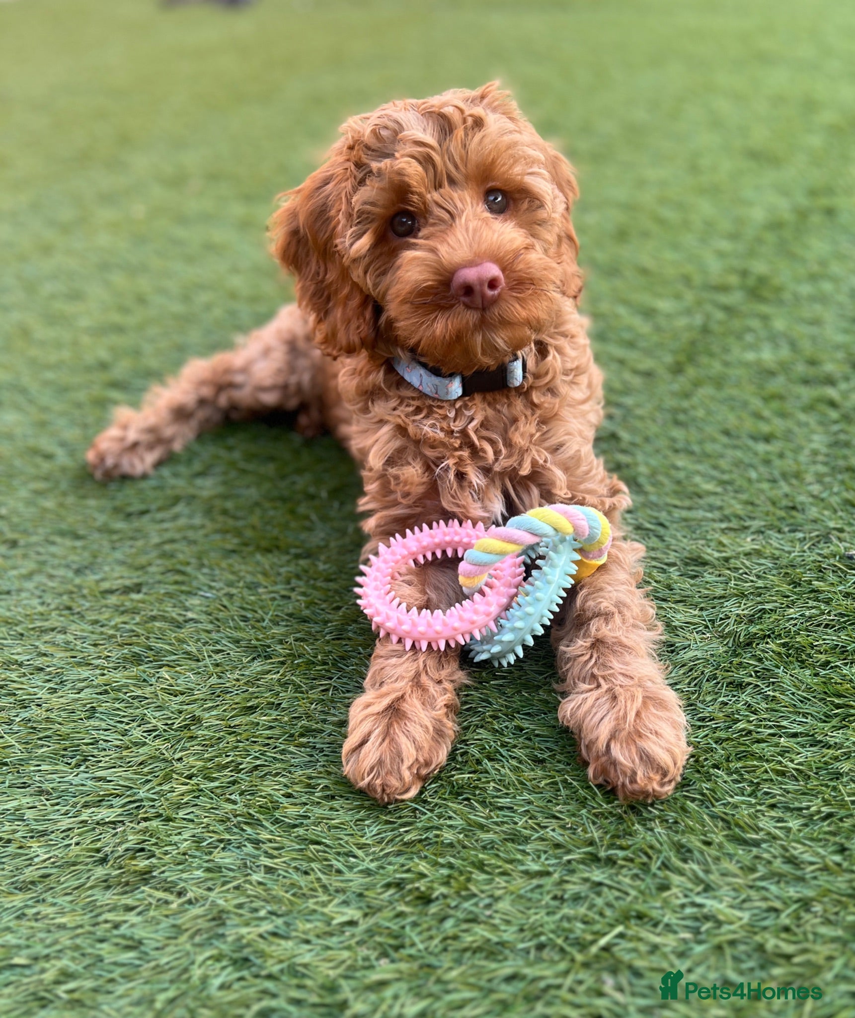 Australian Labradoodle dogs ♥️Adorable girl Pup♥️Australian labradoodle - Advert 15