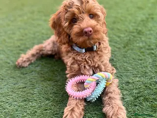 Australian Labradoodle dogs ♥️Adorable girl Pup♥️Australian labradoodle - Advert 15