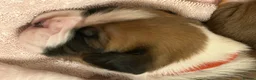 Boxer dogs for sale: Beautiful Boxer Puppies - long tailed boys/girls - Advert 4