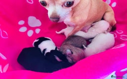 Chipoo dogs for sale: Tiny Chihuahua/ Asian Toy poodle puppies  - Image 4