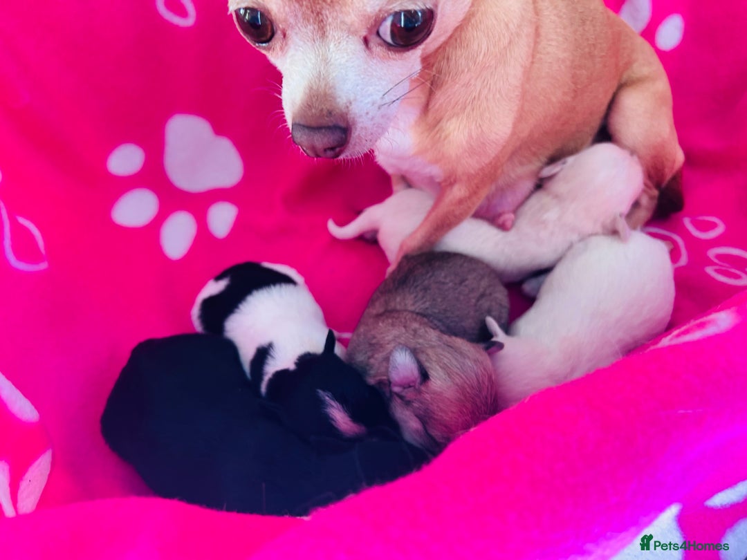 Chipoo dogs for sale: Tiny Chihuahua/ Asian Toy poodle puppies  - Image 4