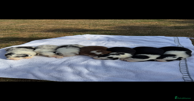 Australian Shepherd dogs - Advert 4