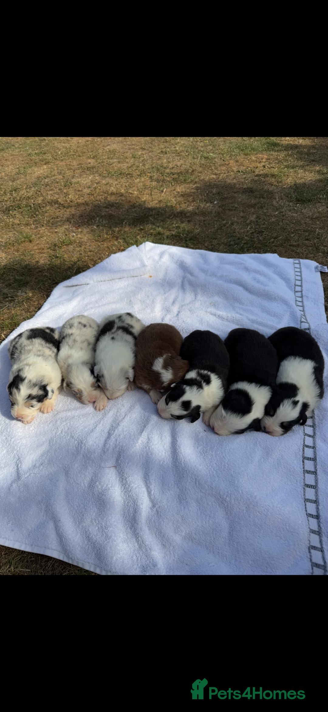 Australian Shepherd dogs for sale: KC registered Australian Shepard puppies - Image 2