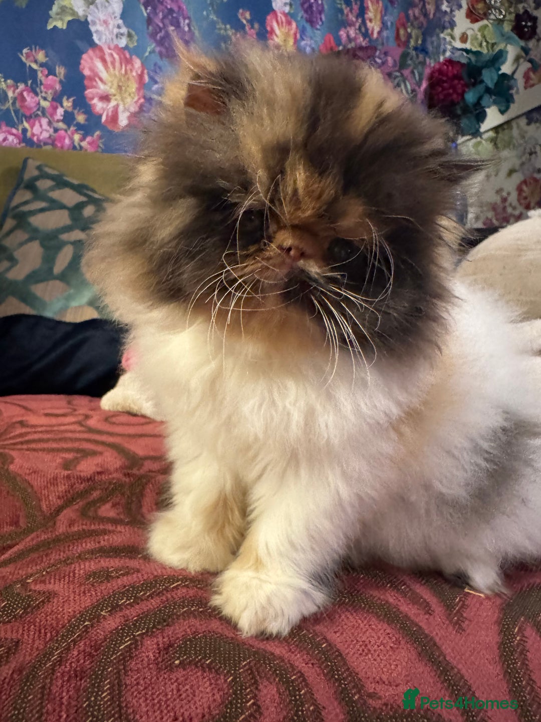 Persian cats for sale: Beautiful Calico pedigree Persian female kitten  - Image 9