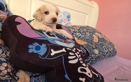 Mixed Breed dogs for sale: Cocker Spaniel Puppies – 4 Weeks Old - reserve now - Advert 22