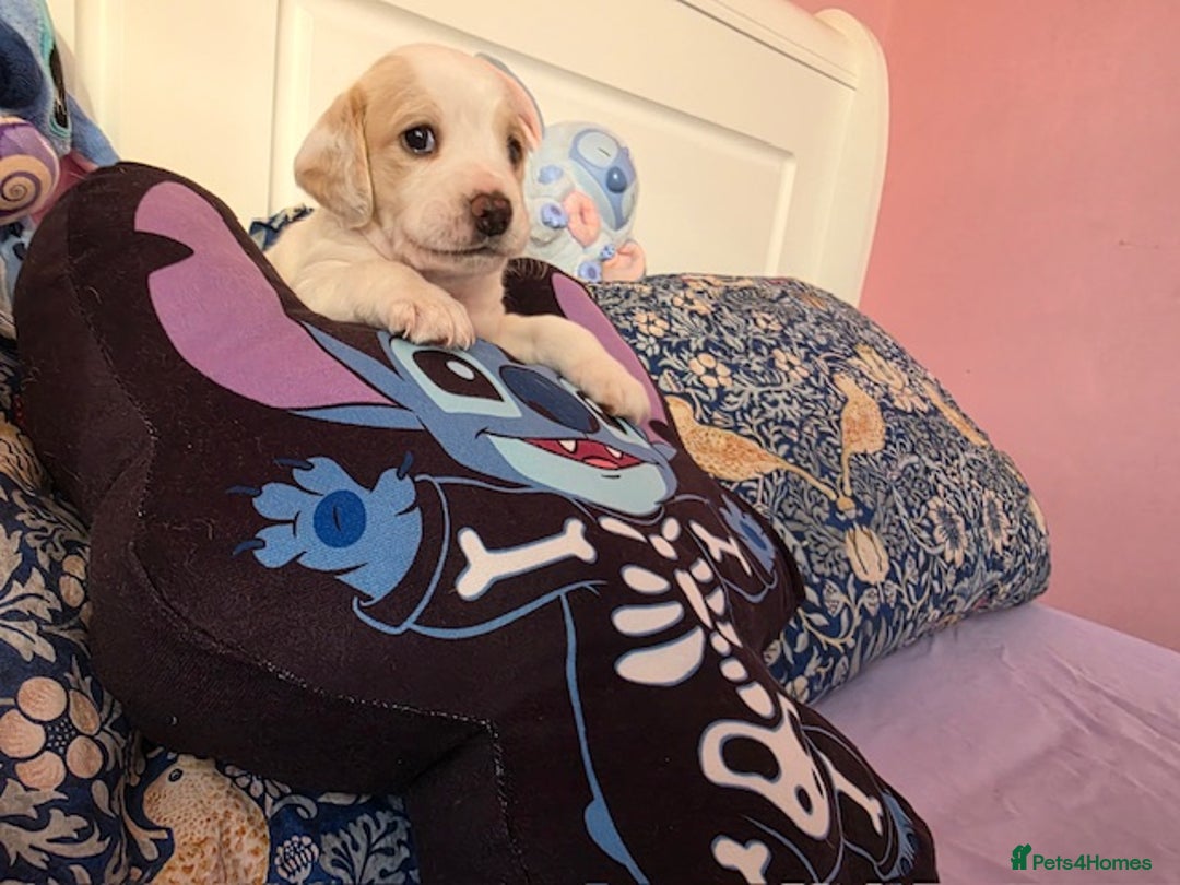 Mixed Breed dogs for sale: Cocker Spaniel Puppies – 4 Weeks Old - reserve now - Advert 22