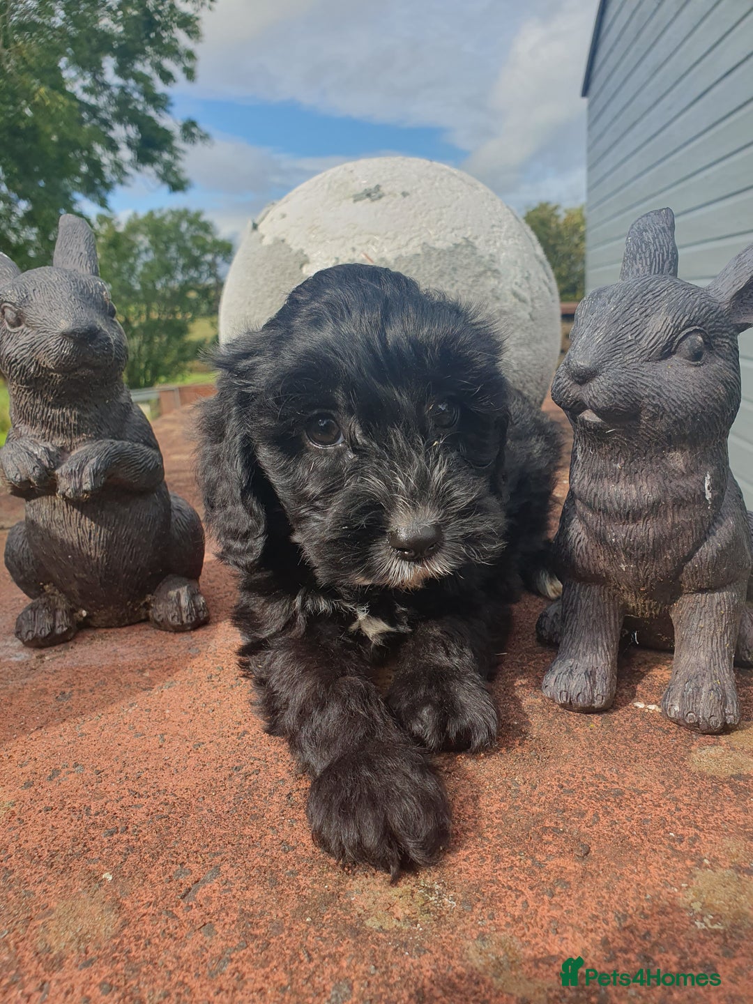 Cockapoo dogs for sale: cockapoo f1 puppies - Image 4