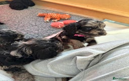 Cavapoo dogs for sale: Gorgeous Rare-Colouring Cavapoo Puppies - Advert 25