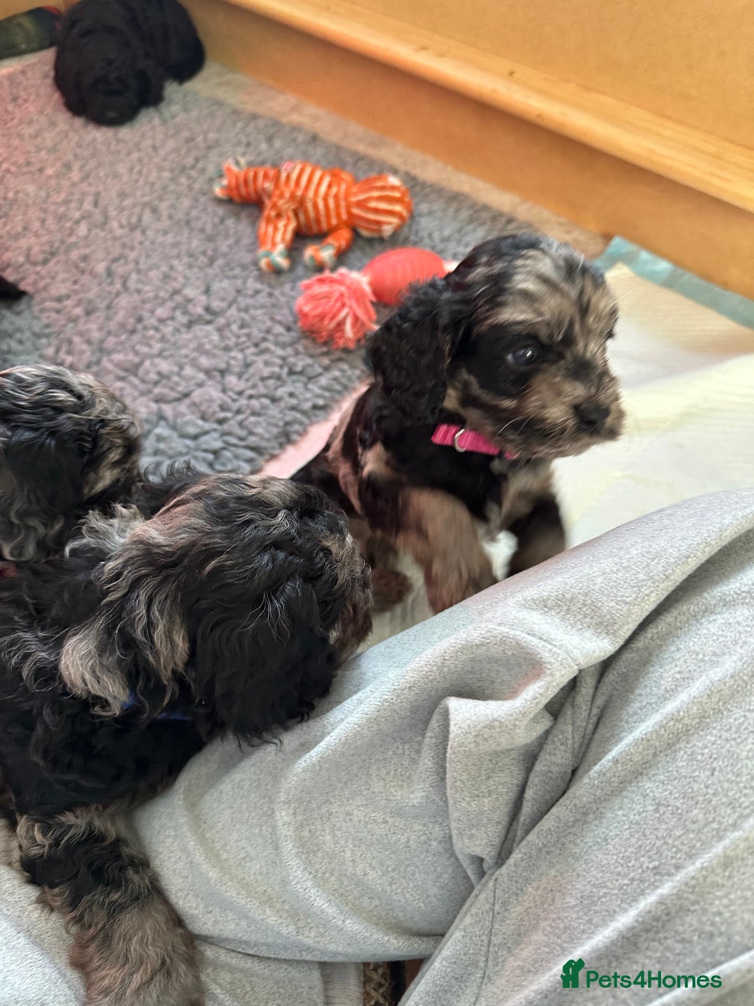 Cavapoo dogs for sale: Gorgeous Rare-Colouring Cavapoo Puppies - Advert 25