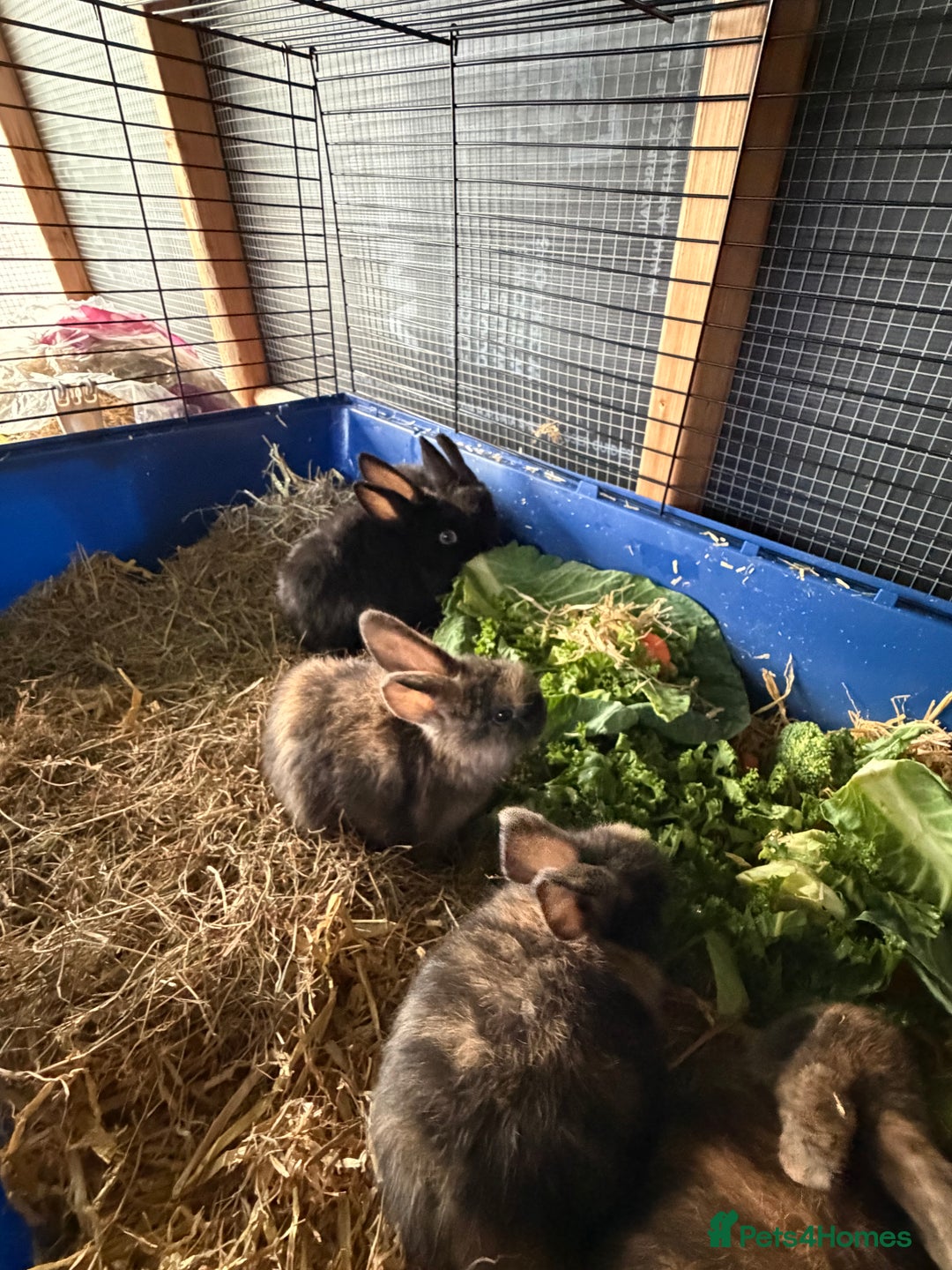 Mixed Breed rabbits for sale: 6 beautiful baby rabbit - Advert 10