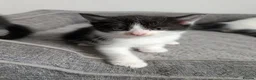 Mixed Breed cats for sale: Kittens for sale  - Advert 5