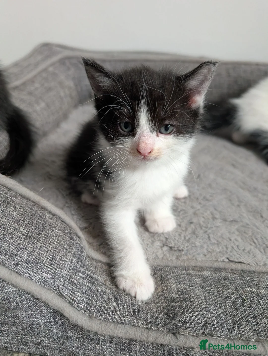Mixed Breed cats for sale: Kittens for sale  - Advert 5