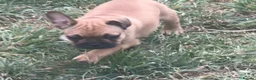 French Bulldog dogs for sale: 1 super French bulldog  - Advert 2