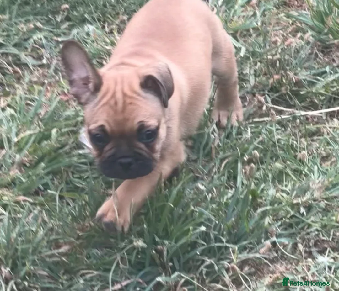 French Bulldog dogs for sale: 1 super French bulldog  - Advert 2