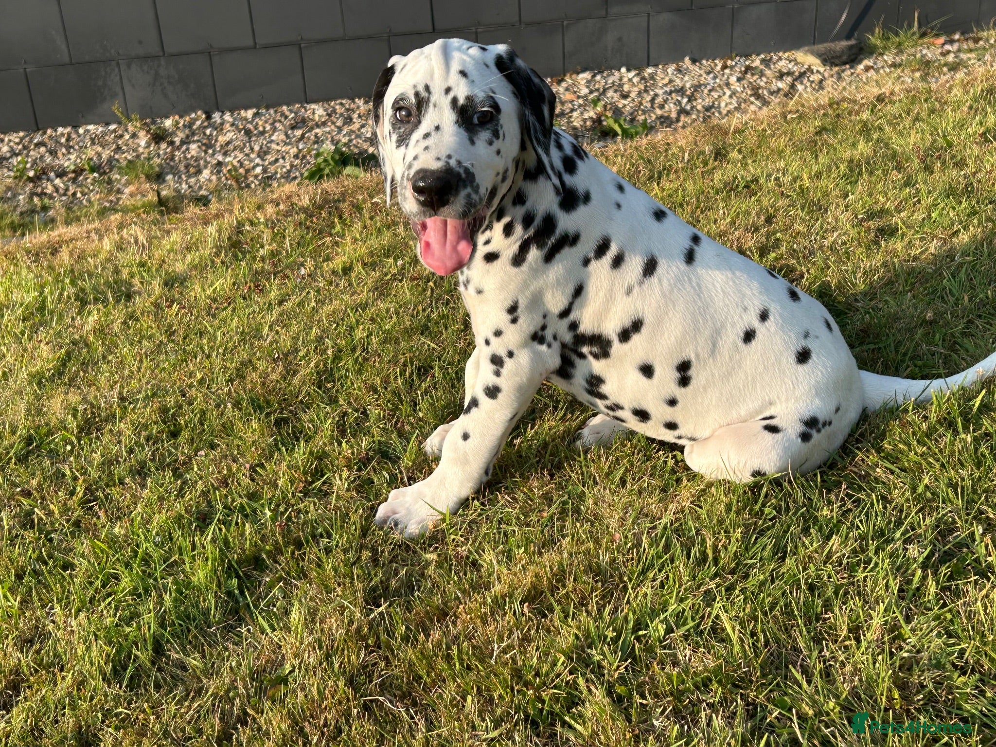 Dalmatian dogs Dalmatian puppies  - Advert 5
