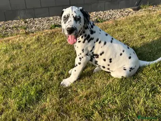 Dalmatian dogs Dalmatian puppies - Advert 5