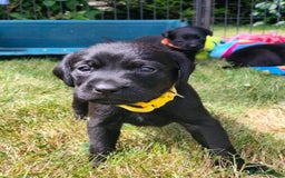Labrador Retriever dogs for sale: Carefully & selectively bred, versatile pets, FTCH - Image 7