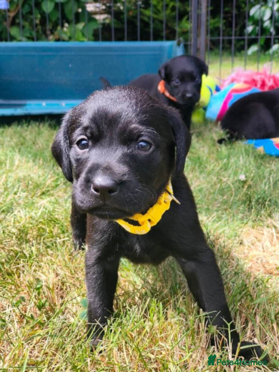Labrador Retriever dogs for sale: Carefully & selectively bred, versatile pets, FTCH - Image 7