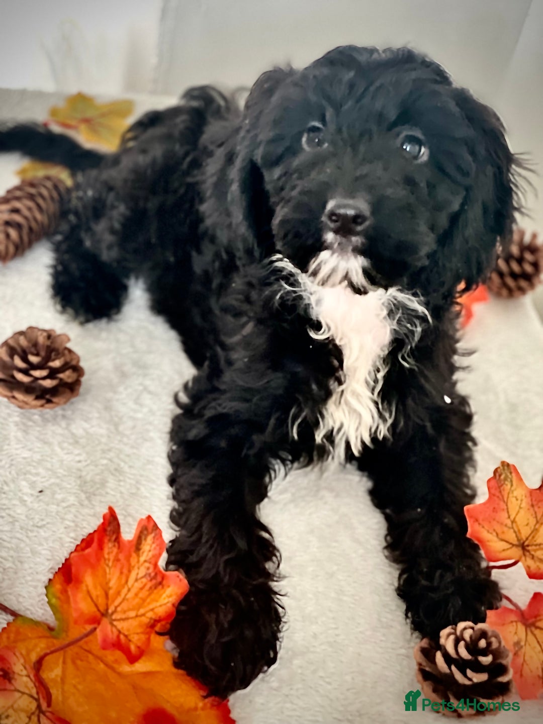 Cockapoo dogs for sale: 🐾 Beautiful Cockapoo Puppy – 1 girl  - Advert 6