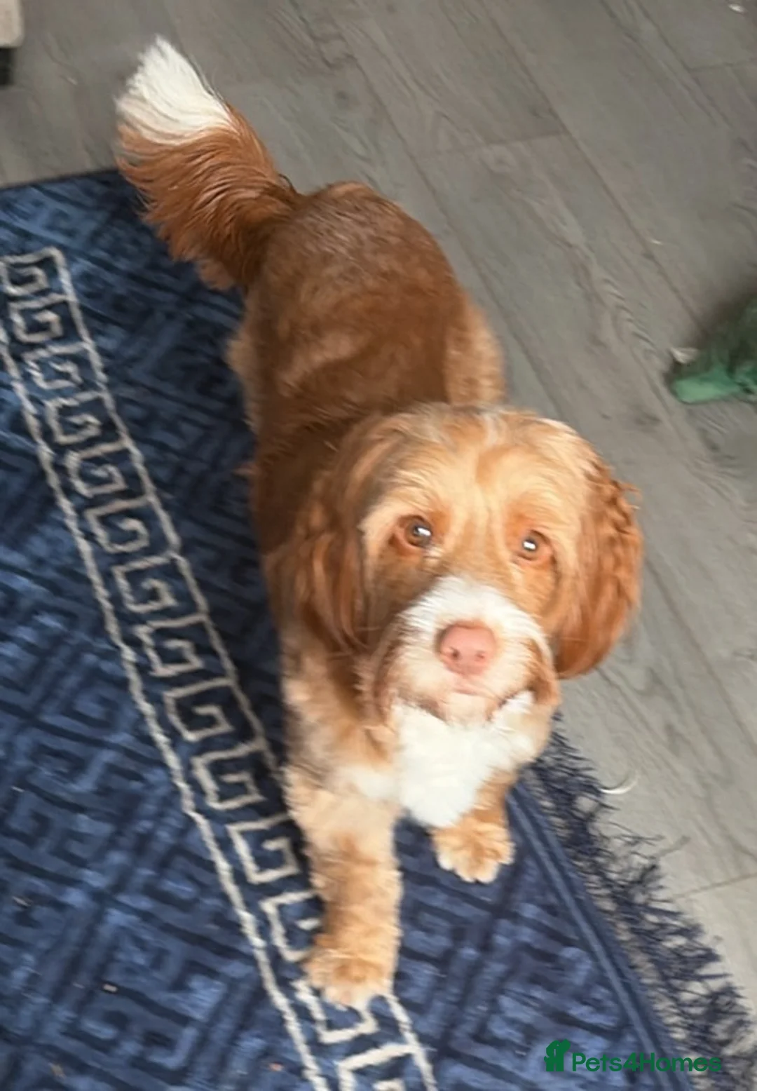 Cockapoo dogs for stud: Stud my dog - Advert 2