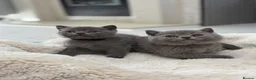 British Shorthair cats for sale: British shorthair kittens  - Advert 9