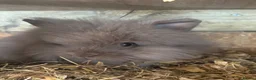Lionhead rabbits for sale: Double Maned Lionhead  - Advert 4