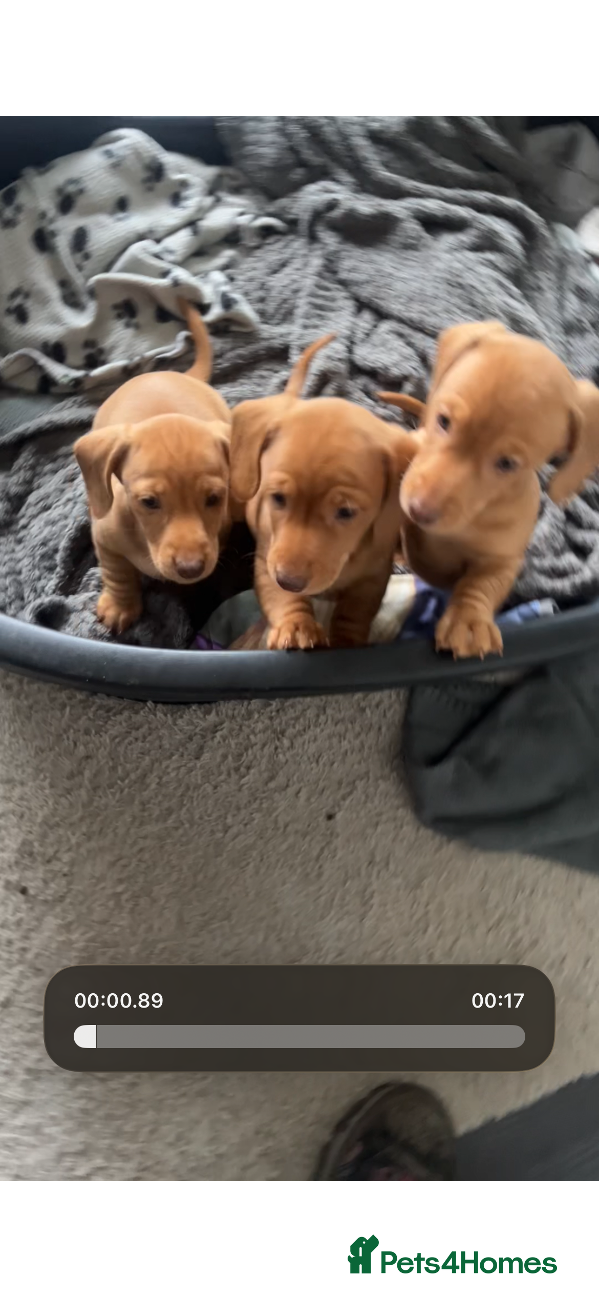 Dachshund dogs Beautiful smooth haired cream dachshunds (2 left)  - Advert 8