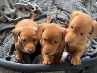 Dachshund dogs Beautiful smooth haired cream dachshunds (2 left) - Advert 8