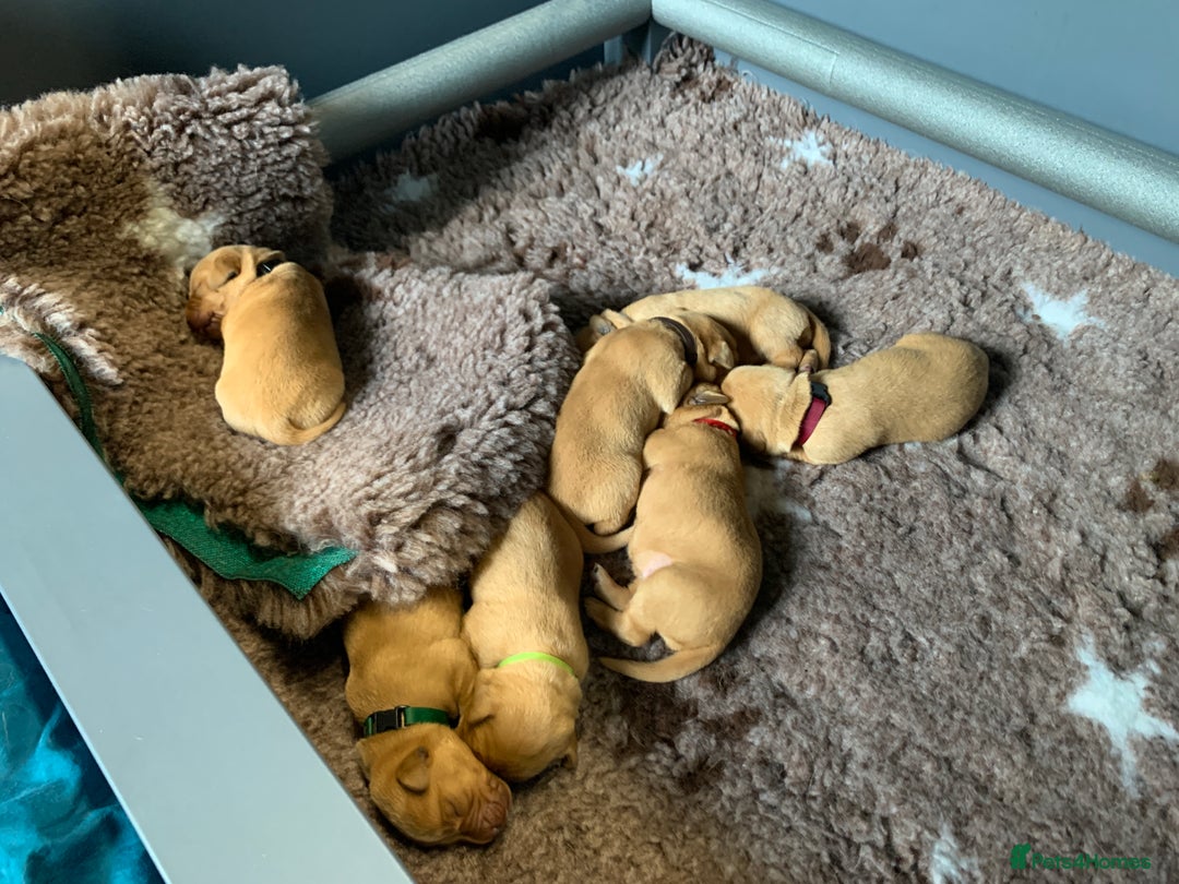 Labrador Retriever dogs for sale: Beautiful Fox Red Labrador Puppies - Image 4